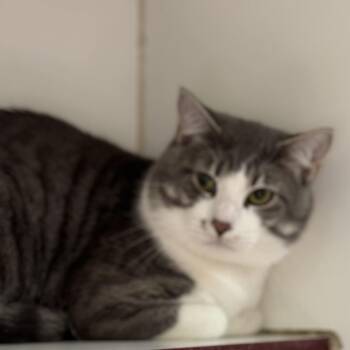 Cricket -  Domestic Short Hair Cat for Adoption in Cheyenne, Wyoming - Cricket | PetCurious