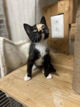 Lace -  Domestic Short Hair and Calico Cat Available for Adoption in Emerald Isle, North Carolina - Lace | PetCurious