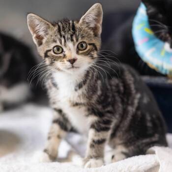 Segovia -  Domestic Short Hair Cat for Adoption - Segovia | PetCurious