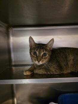 Rescue Domestic Short Hair Cats for Adoption in Umatilla, Florida - Tabatha | PetCurious