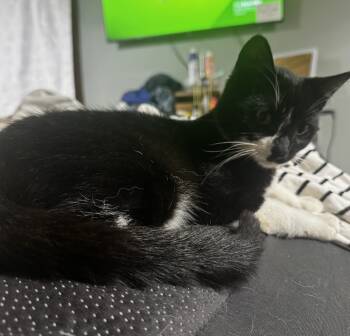 Rescue Domestic Short Hair Cats for Adoption in La Valle, Wisconsin - Oreo | PetCurious