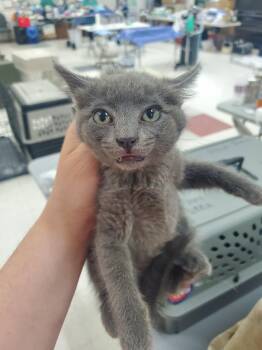 Glacier -  Russian Blue and Domestic Medium Hair Cat for Adoption in Wasilla, Alaska - Glacier | PetCurious