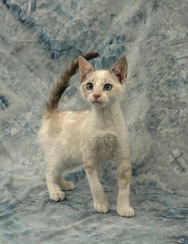Siamese and Snowshoe Cats Available for Adoption - VICTORIA - GREAT KITTY | PetCurious
