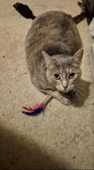 Dilute Tortoiseshell and Domestic Short Hair Cats Available for Adoption - Amber | PetCurious