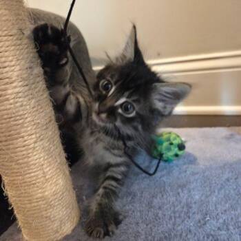 Marty -  Maine Coon and Domestic Medium Hair Cat for Adoption in Knoxville, Tennessee - Marty | PetCurious