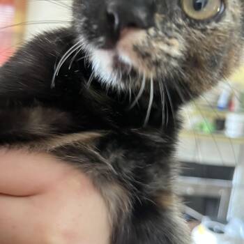 Rocky -  Tortoiseshell Cat for Adoption in Wheeling, Illinois - Rocky | PetCurious