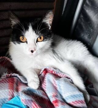 Crouton -  Domestic Medium Hair and Tuxedo Cat Available for Adoption in Philadelphia, Pennsylvania - Crouton | PetCurious
