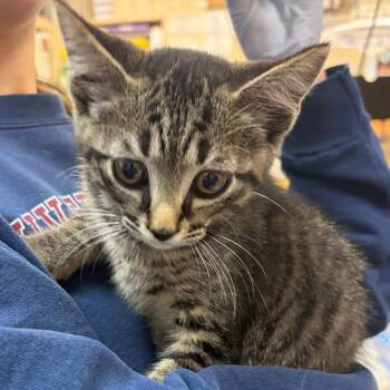 Oliver -  Domestic Short Hair Cat for Adoption in Nashville, Tennessee - Oliver | PetCurious