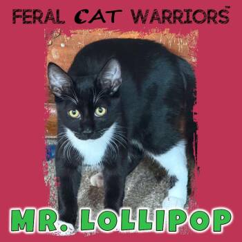 Mr. Lollipop -  Domestic Short Hair Cat for Adoption in Squamish, British Columbia - Mr. Lollipop | PetCurious
