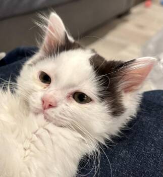 Domestic Medium Hair Cats Available for Adoption in Antioch, California - Dobby (bonded With Fred) | PetCurious