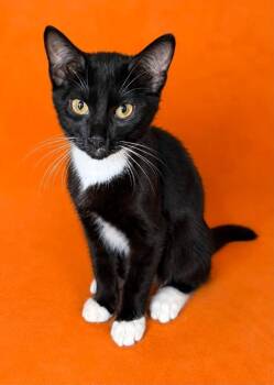 Fred -  Domestic Short Hair Cat for Adoption in Columbia, Tennessee - Fred | PetCurious