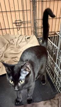 American Shorthair Cats Available for Adoption - Trixie | PetCurious