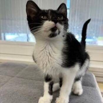 Rick -  Domestic Short Hair Cat for Adoption in Greensboro, Georgia - Rick | PetCurious