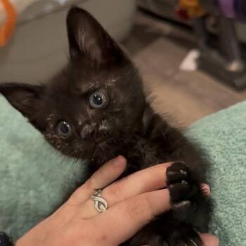 Ringo -  Domestic Short Hair Cat for Adoption in Philadelphia, Pennsylvania - Ringo | PetCurious