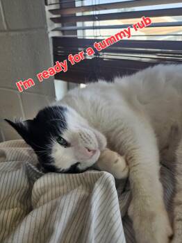 Charlie -  Domestic Short Hair Cat for Adoption in Villa Park, California - Charlie | PetCurious