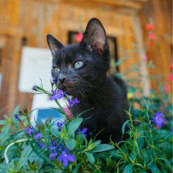 Turtle -  Domestic Short Hair Cat for Adoption in Jackson, Wyoming - Turtle | PetCurious