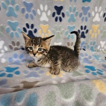 50 Cent -  Domestic Short Hair Cat for Adoption in Wabash, Indiana - 50 Cent | PetCurious