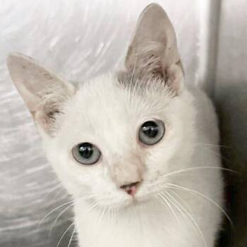 Rescue Domestic Short Hair Cats for Adoption in Jefferson, Wisconsin - Fuella - Reduced Fee! | PetCurious