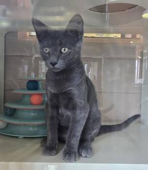 YETI -  Domestic Short Hair Cat for Adoption in Fernandina Beach, Florida - YETI | PetCurious