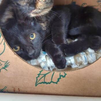 Ellipse -  Domestic Short Hair Cat for Adoption in Ashtabula, Ohio - Ellipse | PetCurious