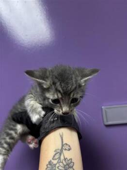 Domestic Medium Hair Cats Available for Adoption in El Paso, Texas - 60786804 | PetCurious