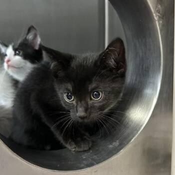Clue -  Domestic Short Hair Cat for Adoption in Indianapolis, Indiana - Clue | PetCurious