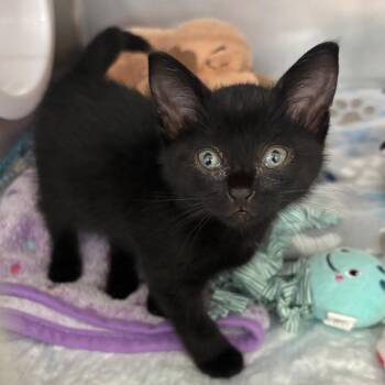 Kendall -  Domestic Short Hair Cat for Adoption in West Palm Beach, Florida - Kendall | PetCurious