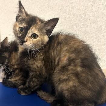 Meeney -  Domestic Short Hair Cat for Adoption in Binghamton, New York - Meeney | PetCurious