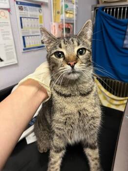 Laurel -  Domestic Short Hair Cat Available for Adoption in New Braunfels, Texas - Laurel | PetCurious