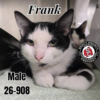 Frank -  Domestic Short Hair Cat for Adoption in Georgetown, Kentucky - Frank | PetCurious