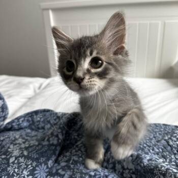 Coconut 4 -  Domestic Short Hair Cat for Adoption in Austin, Texas - Coconut 4 | PetCurious