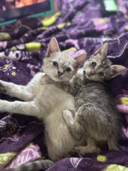 Hemlock -  Siamese Cat for Adoption in Johnson City, Tennessee - Hemlock | PetCurious