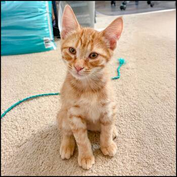 Rescue Domestic Short Hair and Tabby Cats for Adoption in Roswell, Georgia - Ginger | PetCurious