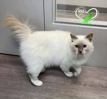 COTTONELLE -  Domestic Long Hair Cat for Adoption in Delson, Quebec - COTTONELLE | PetCurious
