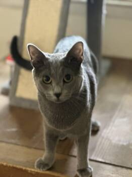 Domestic Short Hair Cats Available for Adoption in Greenville, Delaware - Otto (FCID# 07/28/2025 - 59) C | PetCurious