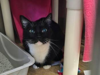 Hazel -  Domestic Short Hair Cat for Adoption in Winthrop, Maine - Hazel | PetCurious