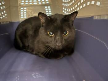 LUNO -  Domestic Short Hair Cat for Adoption in Rowlett, Texas - LUNO | PetCurious