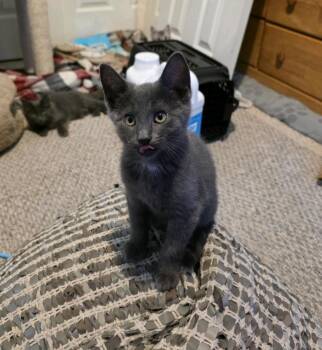 Grady -  Domestic Short Hair Cat for Adoption - Grady | PetCurious