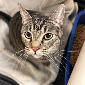 Domestic Short Hair Cats Available for Adoption in Rocky Mount, Virginia - Ty | PetCurious