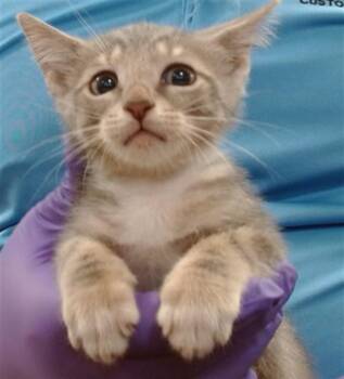 TINA -  Domestic Short Hair Cat for Adoption in Doral, Florida - TINA | PetCurious