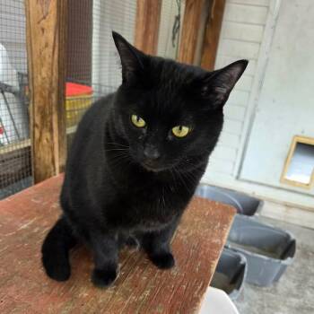 Swizzle -  Domestic Short Hair Cat for Adoption in Madison, Wisconsin - Swizzle | PetCurious