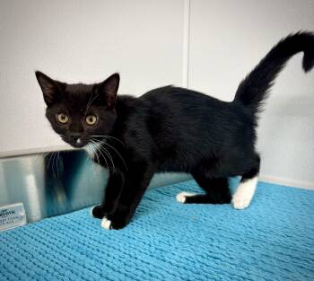 Gwen -  Domestic Short Hair Cat for Adoption in Kalamazoo, Michigan - Gwen | PetCurious