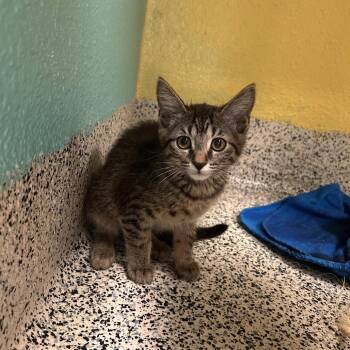 Keeley -  Domestic Short Hair Cat for Adoption in Fresno, California - Keeley | PetCurious