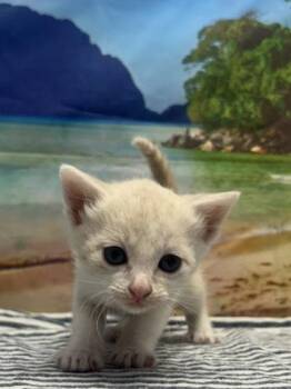 Mayonniase -  Domestic Short Hair Cat for Adoption in San Antonio, Texas - Mayonniase | PetCurious