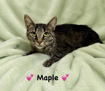 Maple -  Tabby Cat for Adoption in Copley, Ohio - Maple | PetCurious