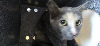 Rescue Domestic Short Hair Cats for Adoption in Clovis, New Mexico - Chase | PetCurious