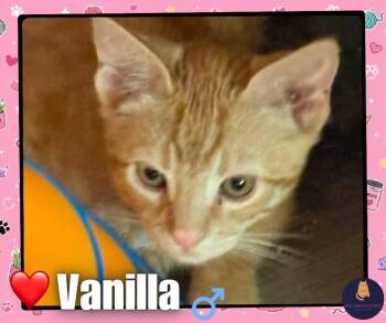 Vanilla kitten -  Domestic Short Hair Cat for Adoption in Enfield, Connecticut - Vanilla Kitten | PetCurious