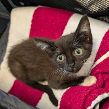 Darla -  Domestic Short Hair Cat for Adoption in Greensboro, North Carolina - Darla | PetCurious