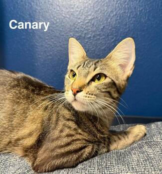 Canary 9.1.25 (med waiver) -  Domestic Short Hair Cat for Adoption in Apopka, Florida - Canary 9.1.25 (med Waiver) | PetCurious