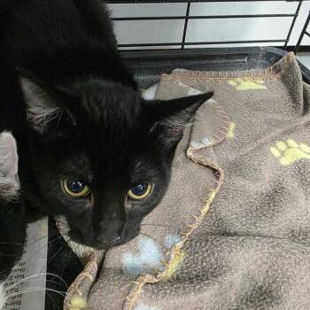 Jane -  Domestic Short Hair Cat for Adoption in Duncan, Oklahoma - Jane | PetCurious